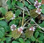  Inflorescences-Spikes (lateral view)